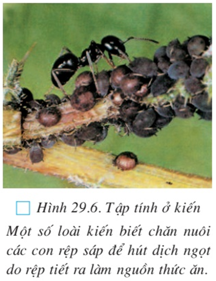 Lý thuyết Sinh học 7 Bài 29: Đặc điểm chung và vai trò của ngành Chân khớp hay, ngắn gọn