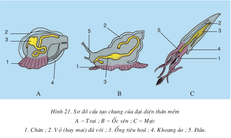 Lý thuyết Sinh học 7 Bài 21: Đặc điểm chung và vai trò của ngành Thân mềm hay, ngắn gọn