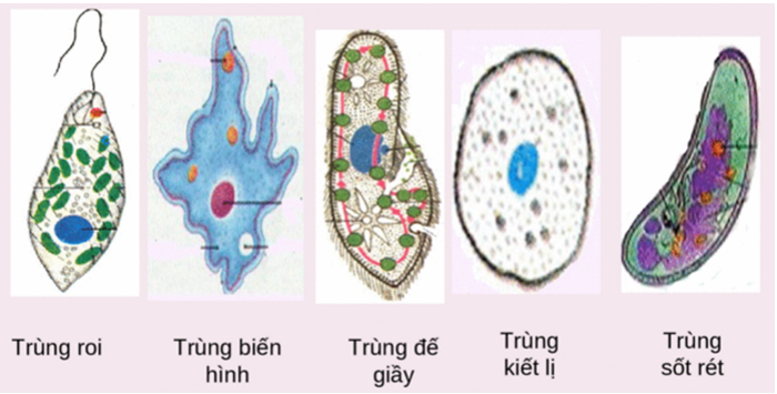 Lý thuyết Sinh học 7 Bài 7: Đặc điểm chung và vai trò thực tiễn của Động vật nguyên sinh hay, ngắn gọn