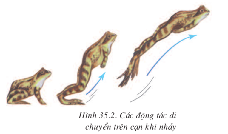 Lý thuyết Sinh học 7 Bài 35: Ếch đồng hay, ngắn gọn