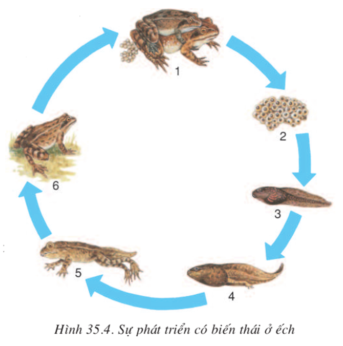 Lý thuyết Sinh học 7 Bài 35: Ếch đồng hay, ngắn gọn