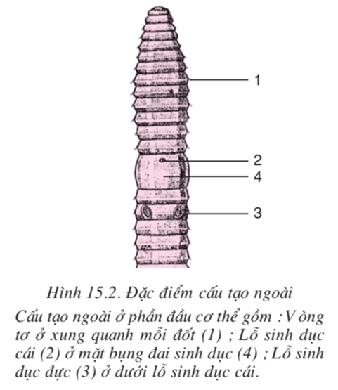 Lý thuyết Sinh học 7 Bài 15: Giun đất hay, ngắn gọn