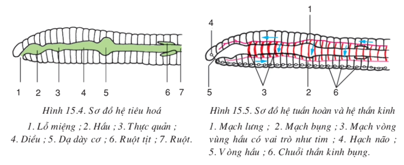 Lý thuyết Sinh học 7 Bài 15: Giun đất hay, ngắn gọn