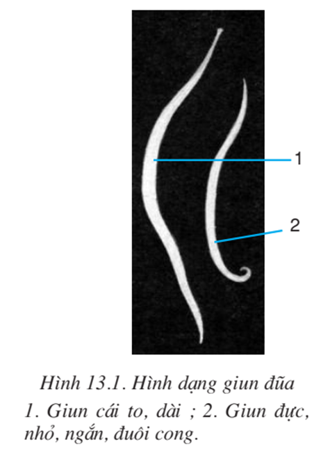 Lý thuyết Sinh học 7 Bài 13: Giun đũa hay, ngắn gọn