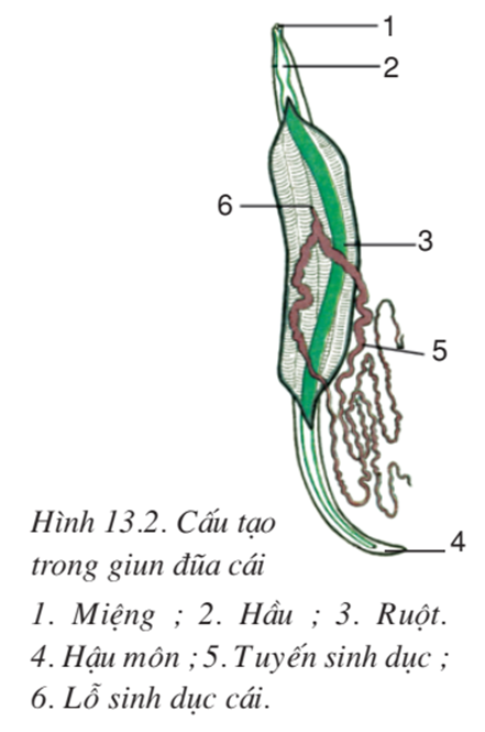 Lý thuyết Sinh học 7 Bài 13: Giun đũa hay, ngắn gọn