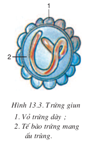 Lý thuyết Sinh học 7 Bài 13: Giun đũa hay, ngắn gọn