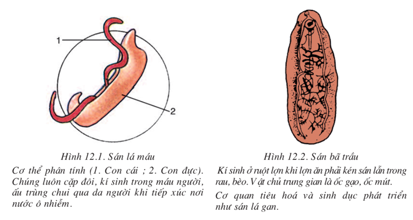 Lý thuyết Sinh học 7 Bài 12: Một số giun dẹp khác và đặc điểm chung của ngành Giun dẹp hay, ngắn gọn