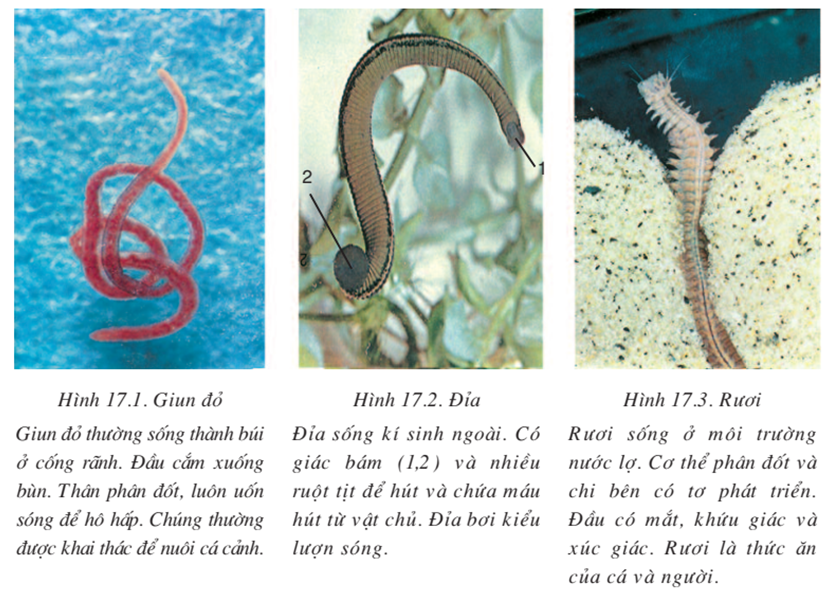 Lý thuyết Sinh học 7 Bài 17: Một số giun đốt khác và đặc điểm chung của ngành Giun đốt hay, ngắn gọn