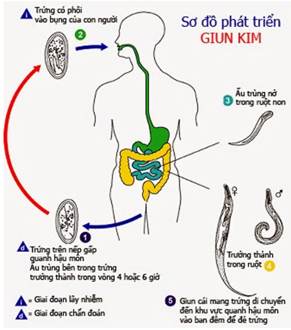 Lý thuyết Sinh học 7 Bài 14: Một số giun tròn khác và đặc điểm chung của ngành Giun tròn hay, ngắn gọn