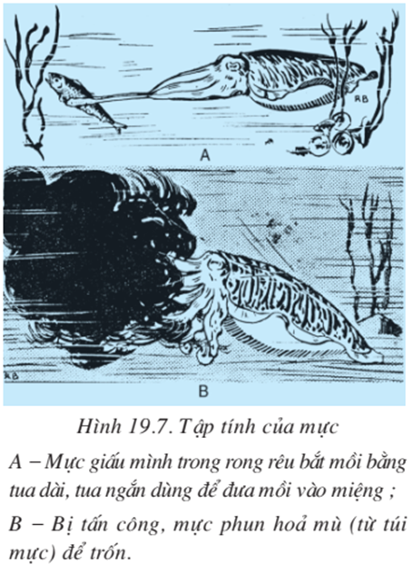 Lý thuyết Sinh học 7 Bài 19: Một số thân mềm khác hay, ngắn gọn