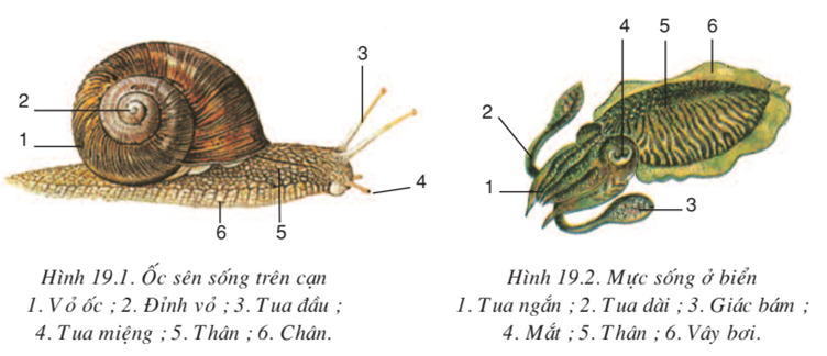 Lý thuyết Sinh học 7 Bài 19: Một số thân mềm khác hay, ngắn gọn