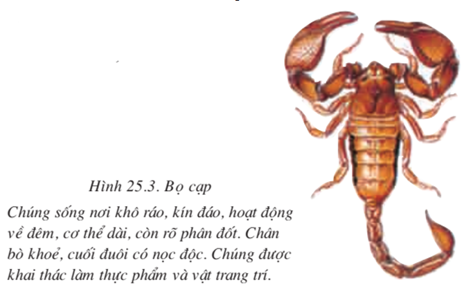 Lý thuyết Sinh học 7 Bài 25: Nhện và sự đa dạng của lớp hình nhện hay, ngắn gọn