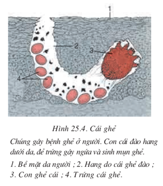 Lý thuyết Sinh học 7 Bài 25: Nhện và sự đa dạng của lớp hình nhện hay, ngắn gọn