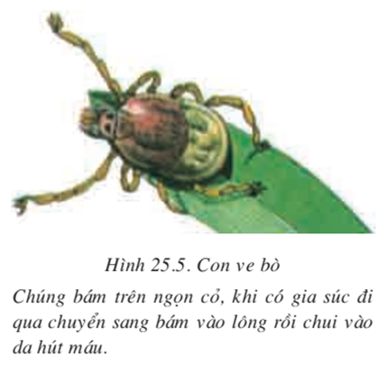 Lý thuyết Sinh học 7 Bài 25: Nhện và sự đa dạng của lớp hình nhện hay, ngắn gọn