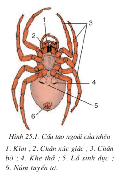 Lý thuyết Sinh học 7 Bài 25: Nhện và sự đa dạng của lớp hình nhện hay, ngắn gọn