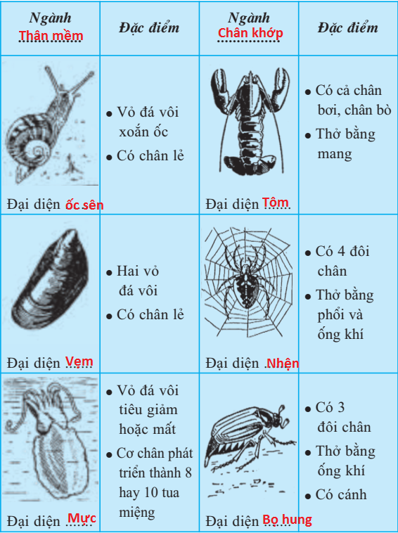 Lý thuyết Sinh học 7 Bài 30: Ôn tập phần 1 - Động vật không xương sống hay, ngắn gọn