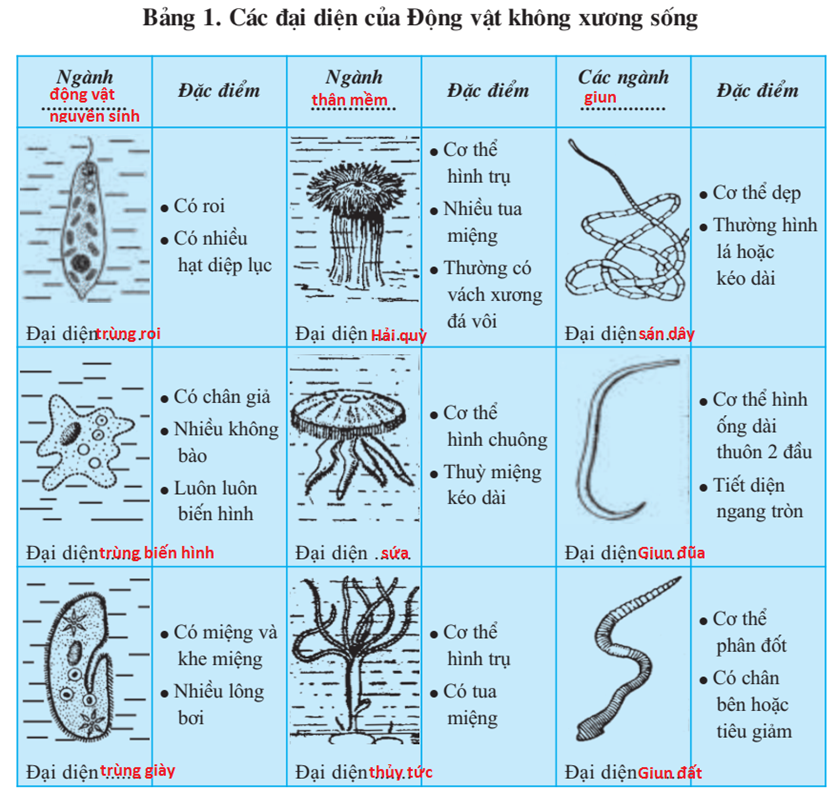 Lý thuyết Sinh học 7 Bài 30: Ôn tập phần 1 - Động vật không xương sống hay, ngắn gọn