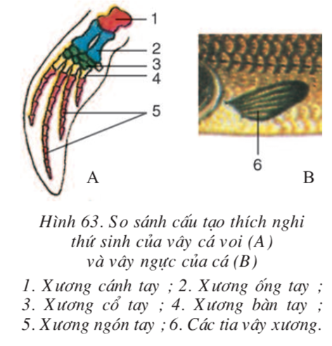 Lý thuyết Sinh học 7 Bài 63: Ôn tập hay, ngắn gọn