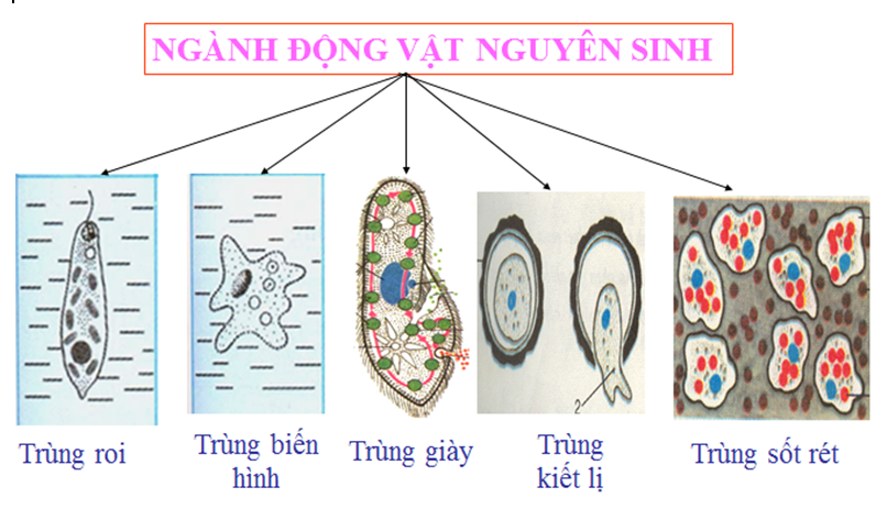 Lý thuyết Sinh học 7 Bài 2: Phân biệt động vật với thực vật. Đặc điểm chung của động vật hay, ngắn gọn