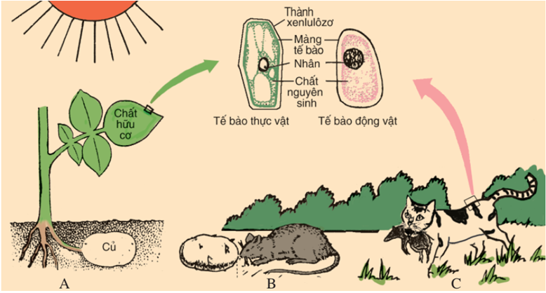 Lý thuyết Sinh học 7 Bài 2: Phân biệt động vật với thực vật. Đặc điểm chung của động vật hay, ngắn gọn