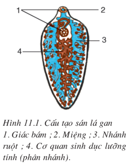 Lý thuyết Sinh học 7 Bài 11: Sán lá gan hay, ngắn gọn