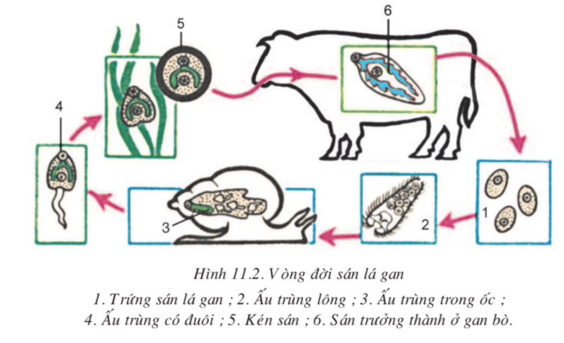 Lý thuyết Sinh học 7 Bài 11: Sán lá gan hay, ngắn gọn