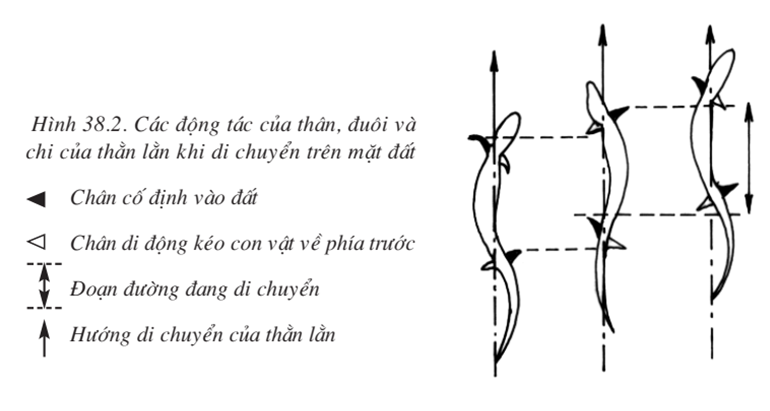 Lý thuyết Sinh học 7 Bài 38: Thằn lằn bóng đuôi dài hay, ngắn gọn