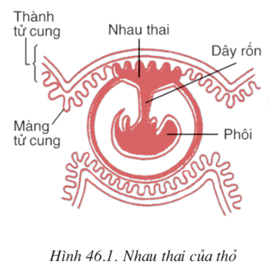 Lý thuyết Sinh học 7 Bài 46: Thỏ hay, ngắn gọn