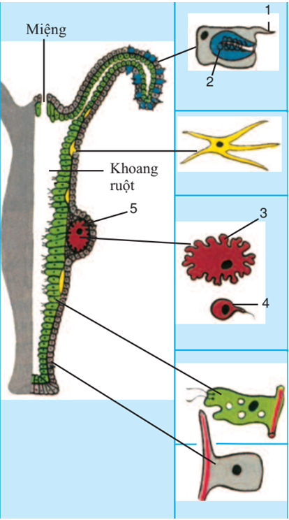 Lý thuyết Sinh học 7 Bài 8: Thủy tức hay, ngắn gọn