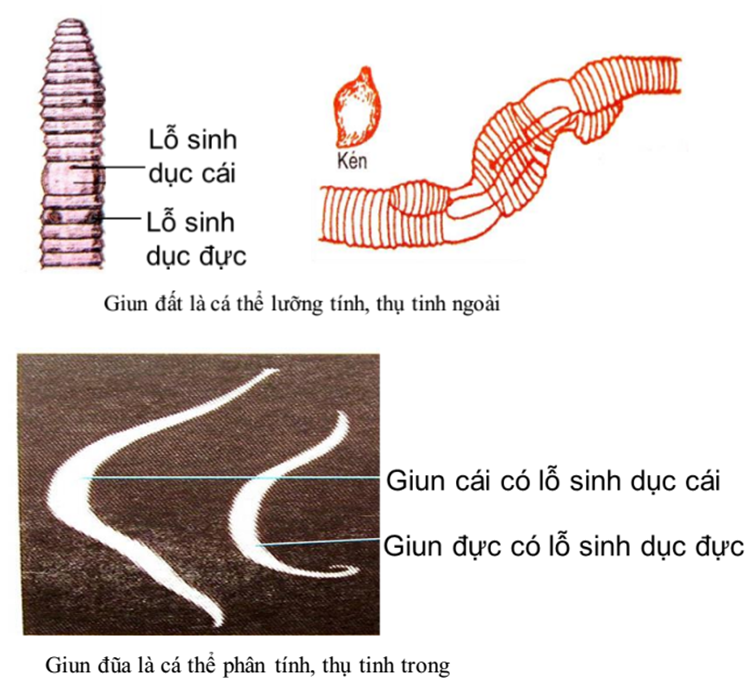 Lý thuyết Sinh học 7 Bài 55: Tiến hóa về sinh sản hay, ngắn gọn