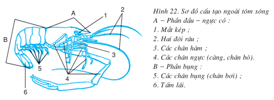 Lý thuyết Sinh học 7 Bài 22: Tôm sông hay, ngắn gọn