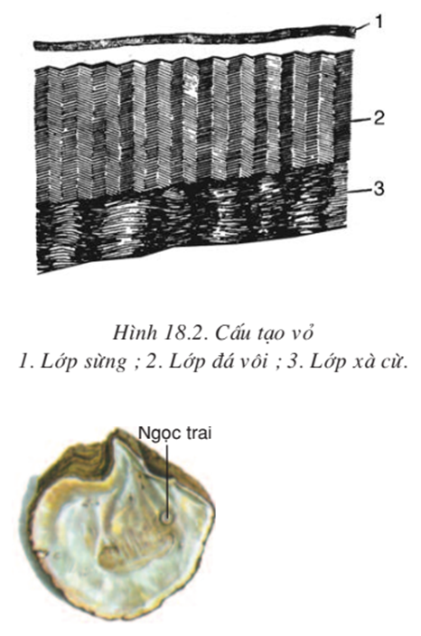 Lý thuyết Sinh học 7 Bài 18: Trai sống hay, ngắn gọn