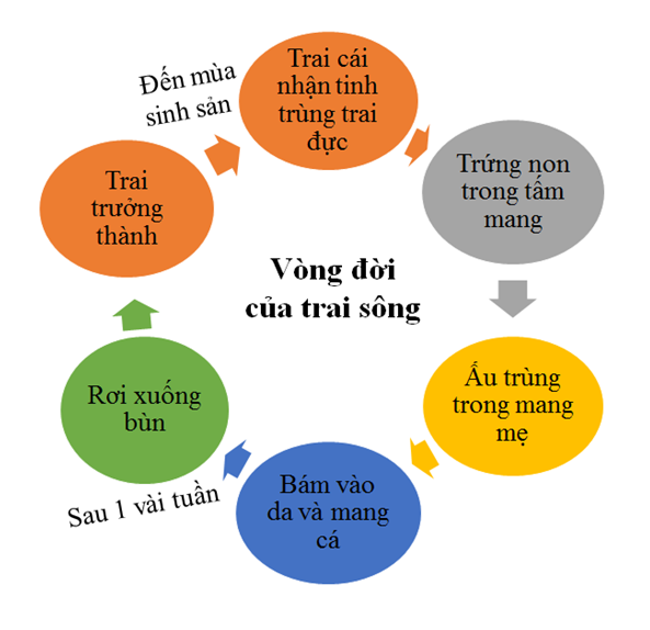 Lý thuyết Sinh học 7 Bài 18: Trai sống hay, ngắn gọn