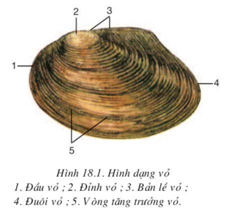 Lý thuyết Sinh học 7 Bài 18: Trai sống hay, ngắn gọn