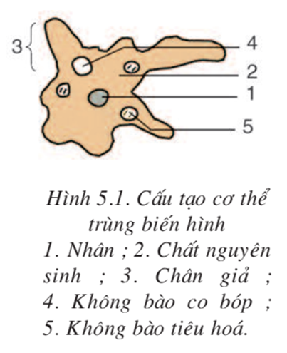 Lý thuyết Sinh học 7 Bài 5: Trùng biến hình và trùng giày hay, ngắn gọn