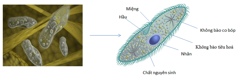 Lý thuyết Sinh học 7 Bài 5: Trùng biến hình và trùng giày hay, ngắn gọn