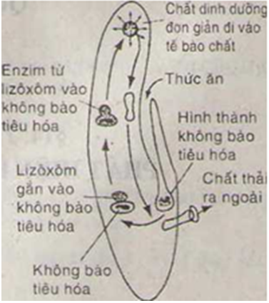 Lý thuyết Sinh học 7 Bài 5: Trùng biến hình và trùng giày hay, ngắn gọn