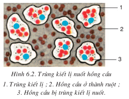 Lý thuyết Sinh học 7 Bài 6: Trùng kiết lị và trùng sốt rét hay, ngắn gọn