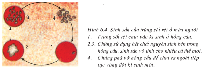 Lý thuyết Sinh học 7 Bài 6: Trùng kiết lị và trùng sốt rét hay, ngắn gọn