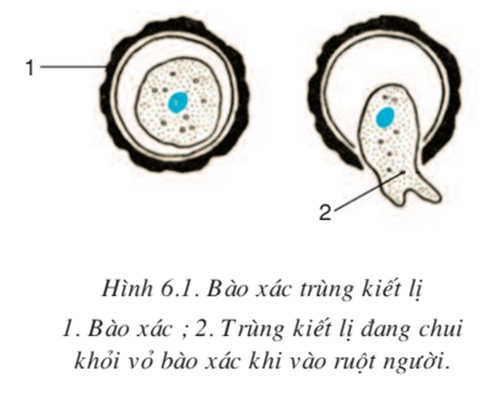 Lý thuyết Sinh học 7 Bài 6: Trùng kiết lị và trùng sốt rét hay, ngắn gọn