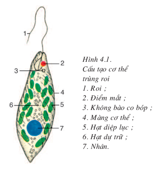 Lý thuyết Sinh học 7 Bài 4: Trùng roi hay, ngắn gọn