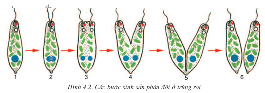 Lý thuyết Sinh học 7 Bài 4: Trùng roi hay, ngắn gọn