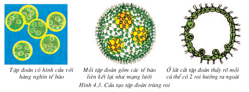 Lý thuyết Sinh học 7 Bài 4: Trùng roi hay, ngắn gọn