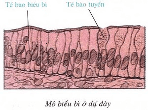 Giải bài 5 Thực hành Quan sát tế bào và mô sgk Sinh 7 | Để học tốt Sinh 7