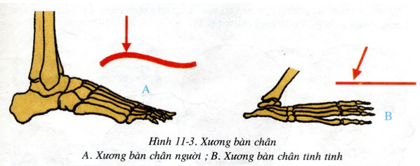 Lý thuyết Sinh học 8 Bài 11: Tiến hóa của hệ vận động hay, ngắn gọn