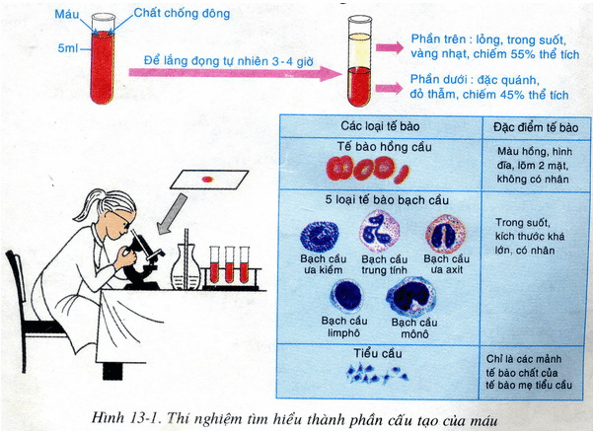 Lý thuyết Sinh học 8 Bài 13: Máu và môi trường trong cơ thể hay, ngắn gọn