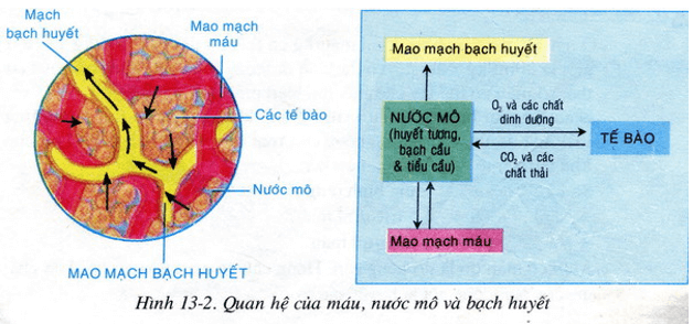 Lý thuyết Sinh học 8 Bài 13: Máu và môi trường trong cơ thể hay, ngắn gọn