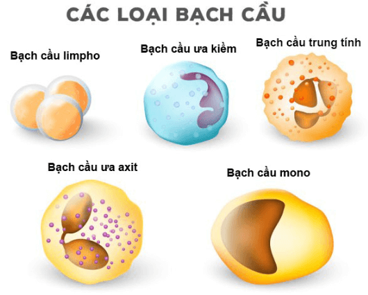 Lý thuyết Sinh học 8 Bài 14: Bạch cầu - Miễn dịch hay, ngắn gọn