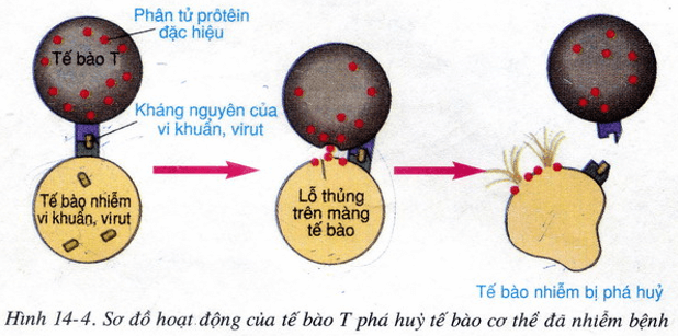 Lý thuyết Sinh học 8 Bài 14: Bạch cầu - Miễn dịch hay, ngắn gọn