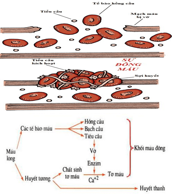 Lý thuyết Sinh học 8 Bài 15: Đông máu và nguyên tắc truyền máu hay, ngắn gọn